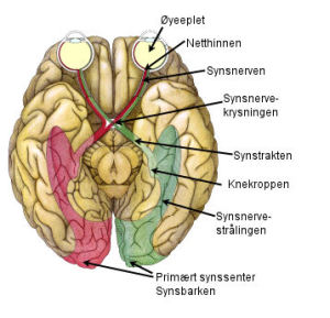 Synsbanene_korrigert4_358x345