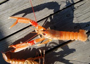 1280px-nephrops_norvegicus_no